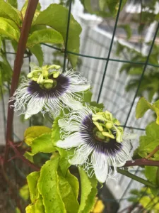 Photo of the Day: Liliko‘i Flowers